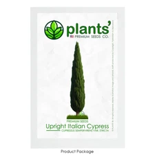 Upright Italian Cypress | Premium Seeds | Cupressus sempervirens Stricta Plants'
