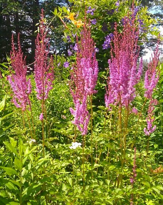 2 tall pink astilbe mature divisions