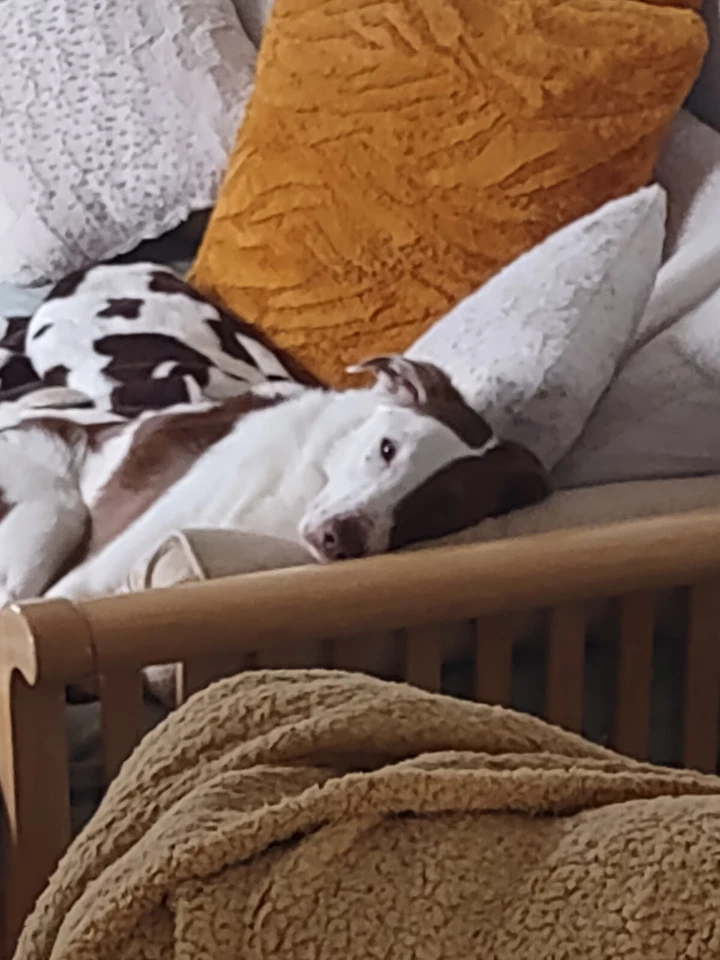 1995 Pacific Baseball Prism Kirby Puckett Minnesota Twins #82 - Image 3 of 3