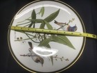 AUDUBON WORLD SONGBIRDS china dinner plate BLUETHROAT FRANKLIN by WEDGWOOD — photo 7