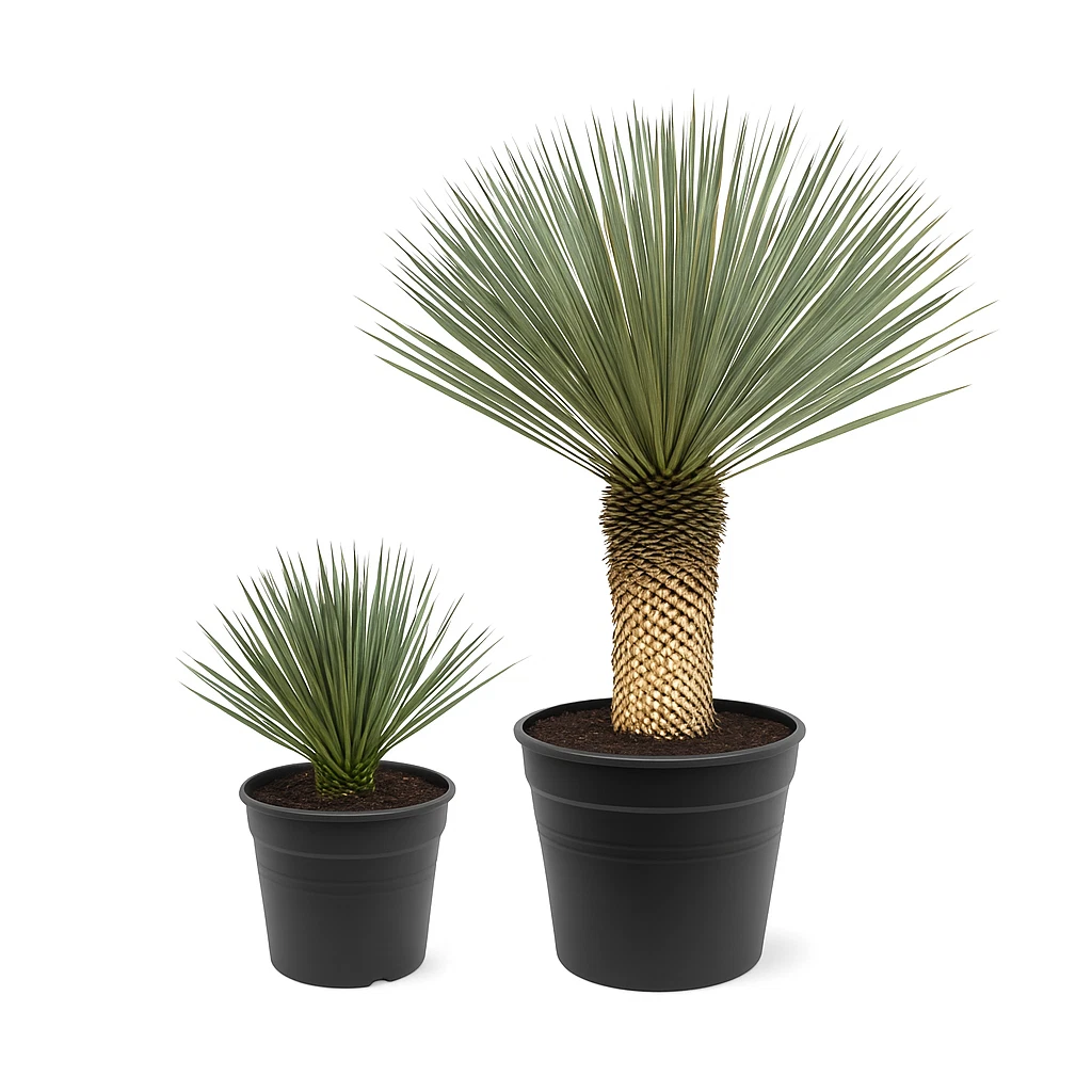 Palmlilie online kaufen | eBay.de