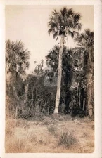 Sanibel Island Florida Jungle RPPC Photo Postcard COPY