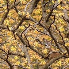 Tactical Camouflage 375 - 20" x 38" Hydrographic Film Hydro Dipping