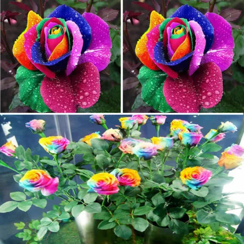 Rainbow Rose Seeds Flowers Colorful Perennial Flower Garden 100Pcs Seeds - Picture 2 of 9