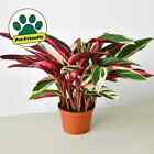 25+ Seeds Stromanthe Plant 'Triostar'