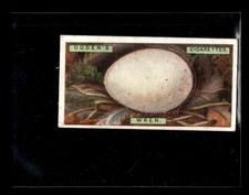 1926 Ogden's British Bird's Eggs (Cut-outs) #49 Wren HIGHER GRADE GREAT!