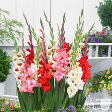 Gladiolus Bambinos Mix (Dwarf) 10 Flower Bulbs - Summer Colorful