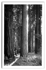 1930s- Giant Redwood Trees - Redwood Empire, California Postcard (UnPosted) RPPC