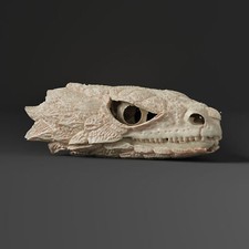 Armadillo lizard skull Replica Museum Quality 