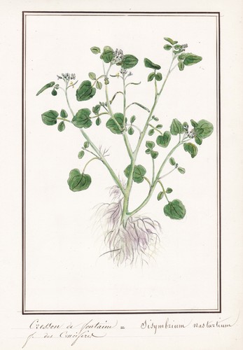Watercress Flower Botany Watercolor Drawing 1830