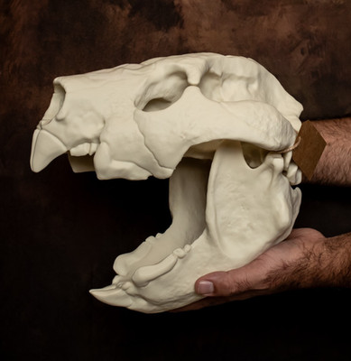 Beuteltier Löwe Schädel Replik Thylacoleo Schädel lebensgroß Fossil Modell