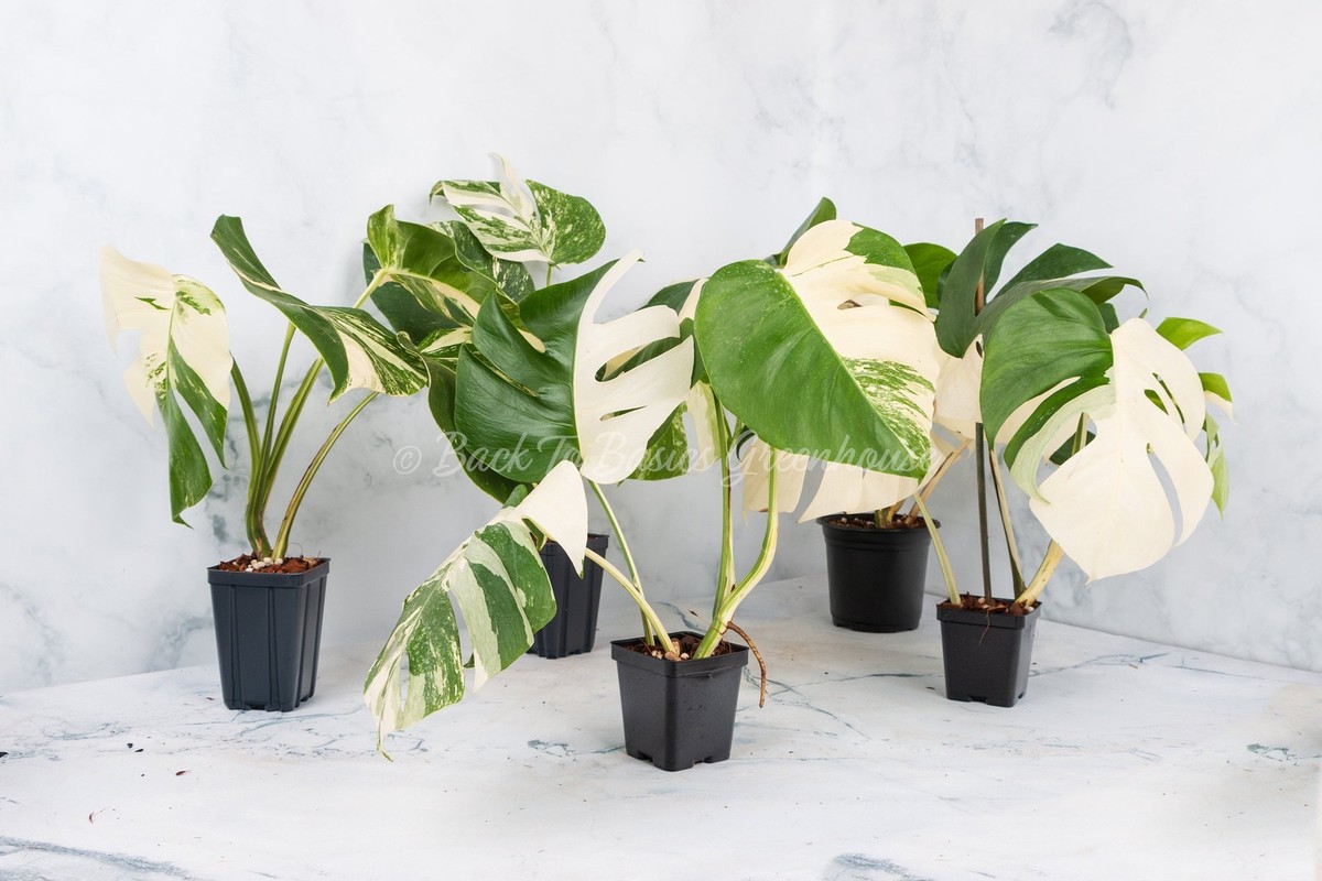 Variegated Monstera Albo - Extra White High Variegation Cuttings & Rooted  Plants | eBay