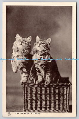 R758450 Die himmlischen Zwillinge zwei Katzen Raphael Tuck and Sons Glosso Cat Studies Ser