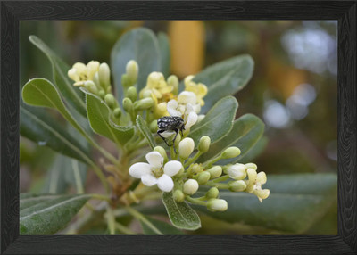 Bienenextrakt Nektar gerahmtes Wandbild Poster Leinwanddruck Bild