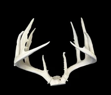 UNFINISHED WHITETAIL REPLICA SCORES OVER 200" B&C ANTLER DEER ANTLERS TAXIDERMY 