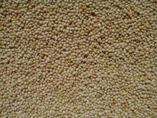 prdseed White Proso Millet Bird Seed   10 lb Bag   10 Pound Pack of 1 