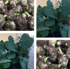 12 LIVE Colocasia Esculenta Elephant Ear Taro Gabi Kalo  Bulbs READY to GROW