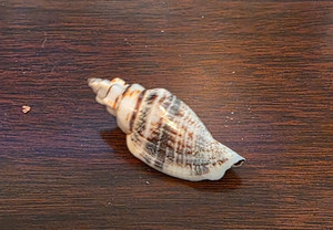 Seashell - Canarium urceus seashell - 55 mm - called "king's crown"