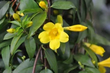 1 MATURE LIVE PLANT YELLOW JASMINE CAROLINA JESSAMINE FLOWERS CLIMBING VINES 