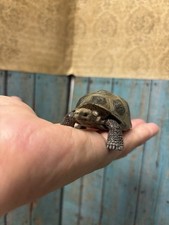Schleich TORTOISE Turtle Animal Figure Wildlife 2008 Retired