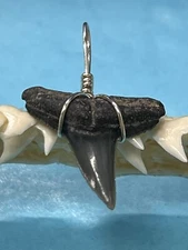 SHARK TOOTH PENDANT. 7/8 Inch Fossilized LEMON Shark Tooth From Bone Valley Fl 