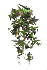 Frosted Needle Point Ivy Bush 8 Stems 31in with 155 Leaves 50 Grapes