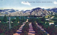 Orange Orchard Near Foothills Southern California Postcard
