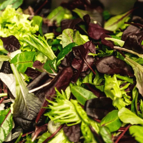 MESCLUN MIX SEEDS Arugula Endive Lettuce Spinach Mixed Seeds Mesclun Mix Seeds