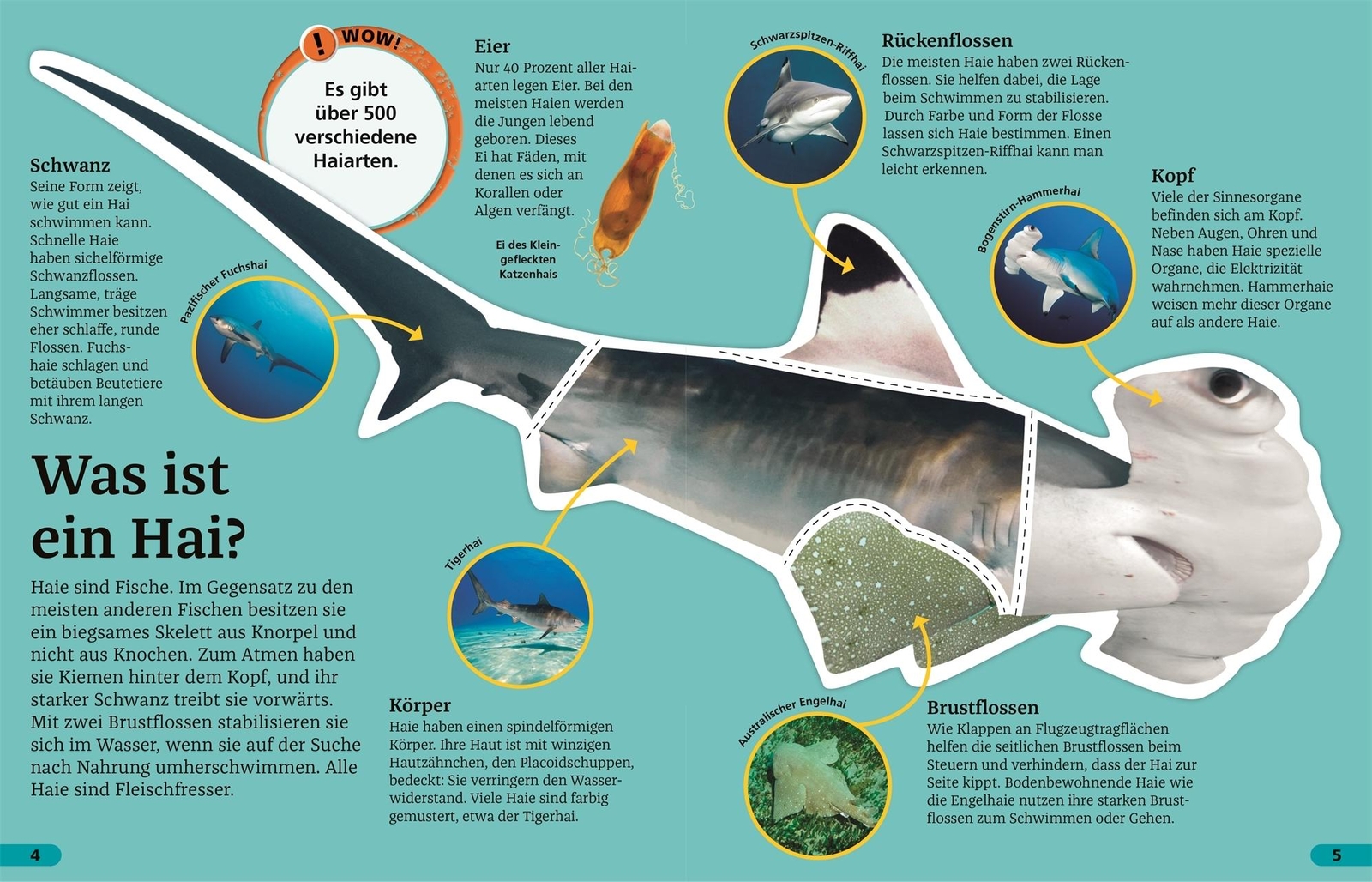 Thumbnail - Superchecker Haie Sarah Fowler