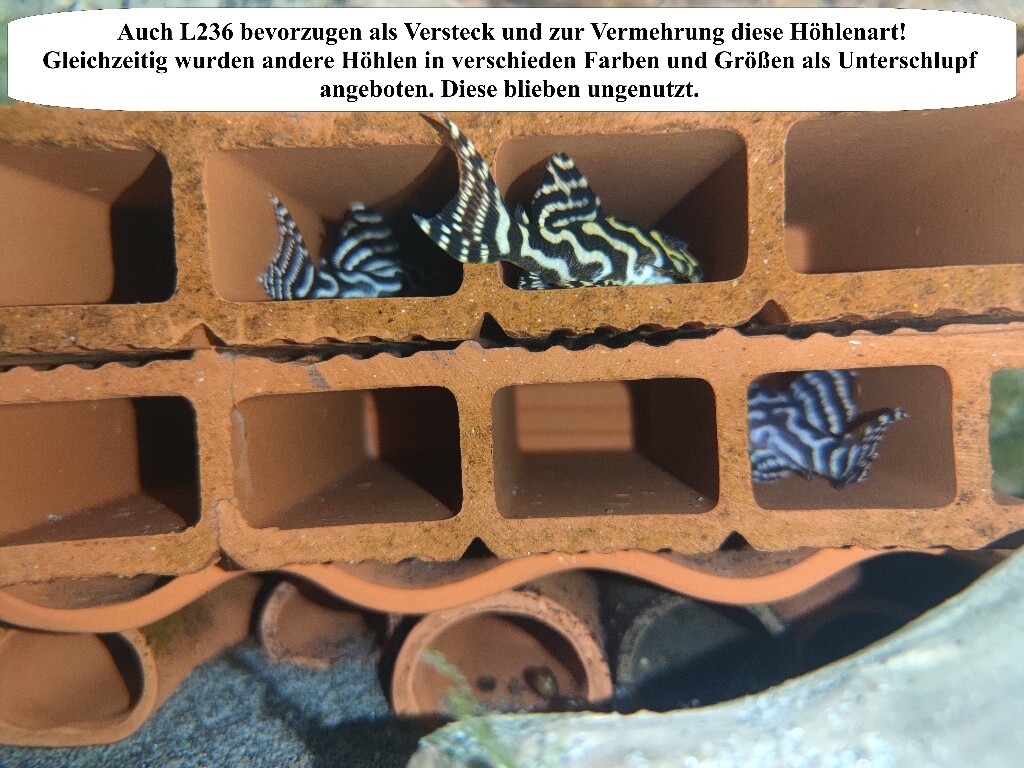 Bild 6 von 62