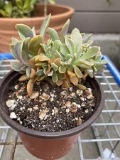 Crested Fred Ives Graptoveria cristata CUSTOM