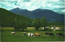 Beautiful Mountains, Cows Grazing On The Field Near The Homes Postcard