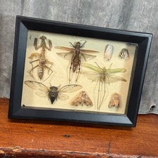 Vintage REAL Insect Taxidermy FRAMED BOX ART ...