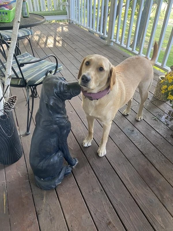 Estátua de cachorro Labrador sentado Member's Mark - Imagem 4 de 4