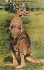 Vintage Postcard Red Kangaroo In New York Zoological Park Colourpicture Pub.