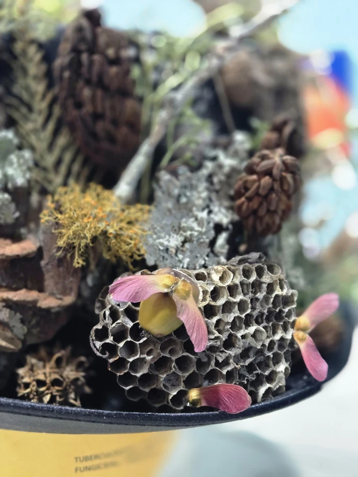 Sombrero Disfraz Forrajeado Hada Champiñón Fantasía Cosplay Foto 2 de 4