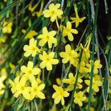 Live Plant, Fragrant, Winter Jasmine, Jasminum Nudiflorum