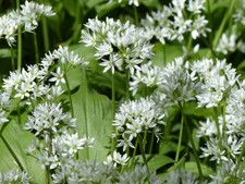 Allium ursinum 500 Seeds - Wild Garlic