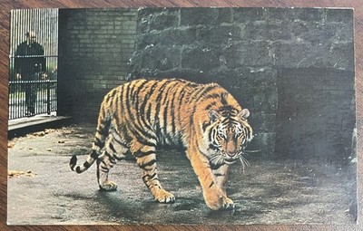 Siberian Tiger, Pittsburgh Zoo Postcard Pittsburgh, Pennsylvania Unposted