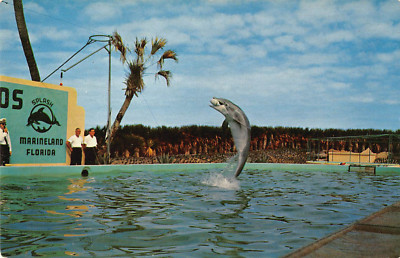 Marine Studios Marineland , Florida Porpoise Dolphin Fish jumping Postcard vtg.