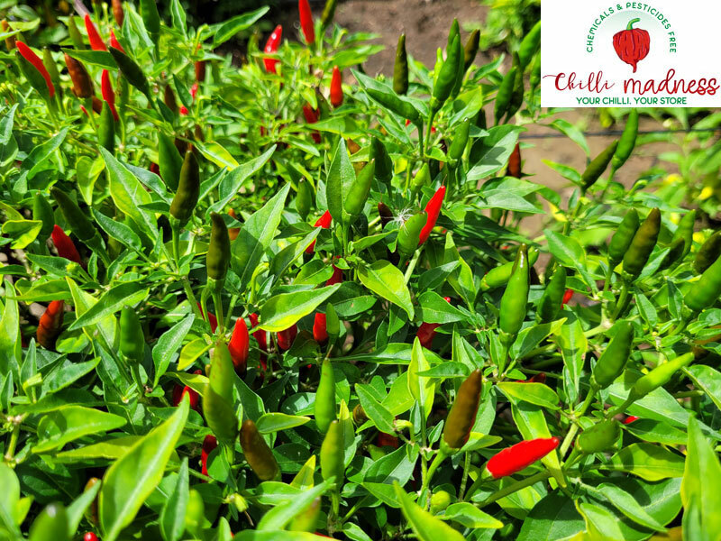 Chilli Prik Kee Noo Suan Hot & Spicy Pepper Sustainably Grown in OZ 10