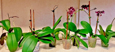 6 PLANTS Lot Of 6 Orchids Collection Previously Bloomed Shipped Bareroot
