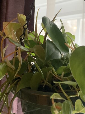 philodendron erubescens gold Philodendron erubescens 'Gold', Blushing Philodendron (0.3m)  IM Garden  Mart
