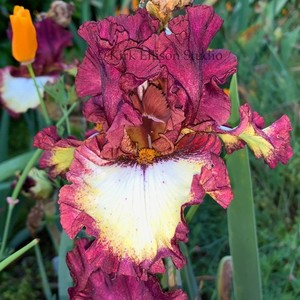 Tall Bearded Iris Rhizome "CLASS RING"  Keith Keppel  2009  AWARDS!