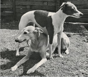 whippet ebay