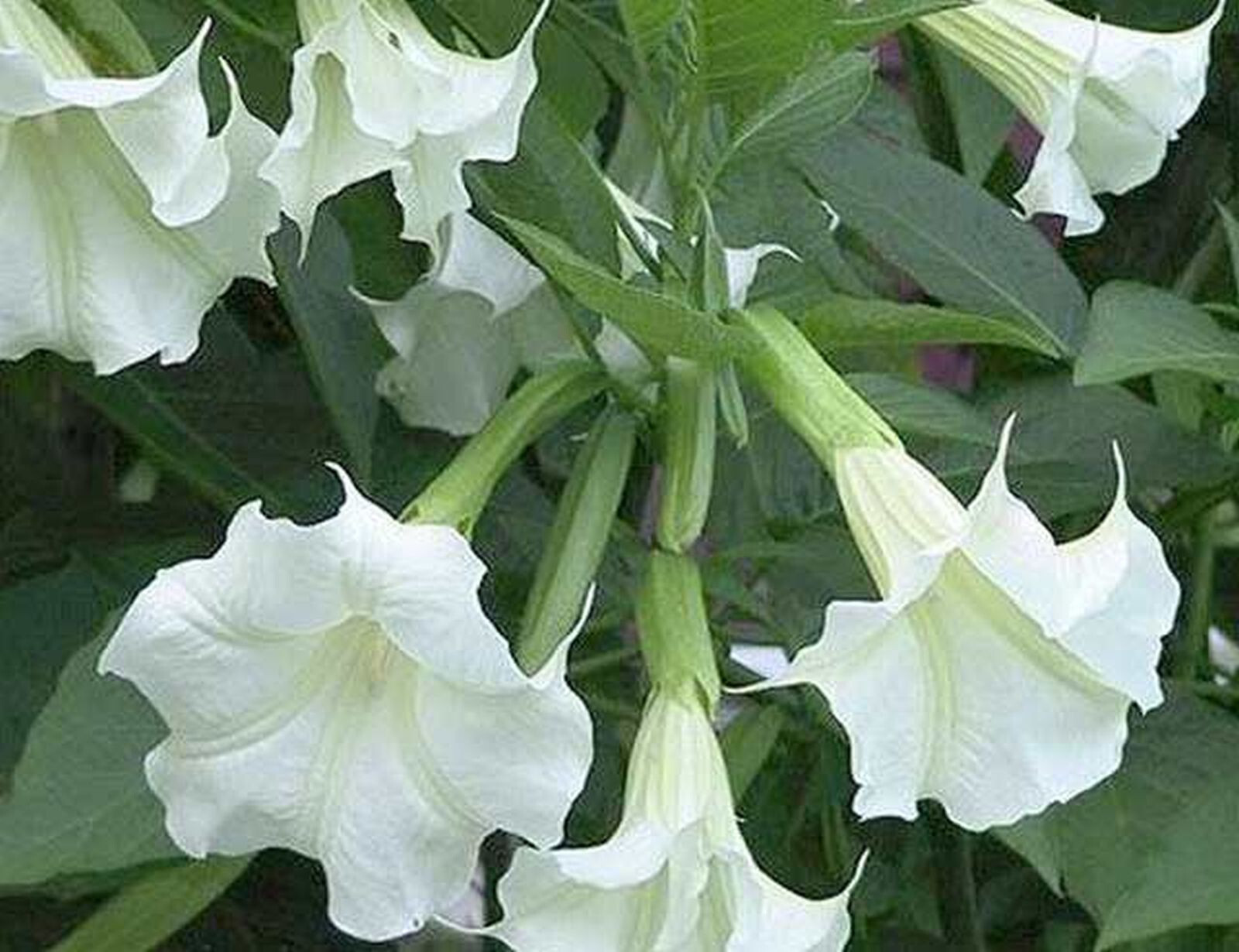 Brugmansia suaveolens la trompette des anges lot de 2 arbustes premium