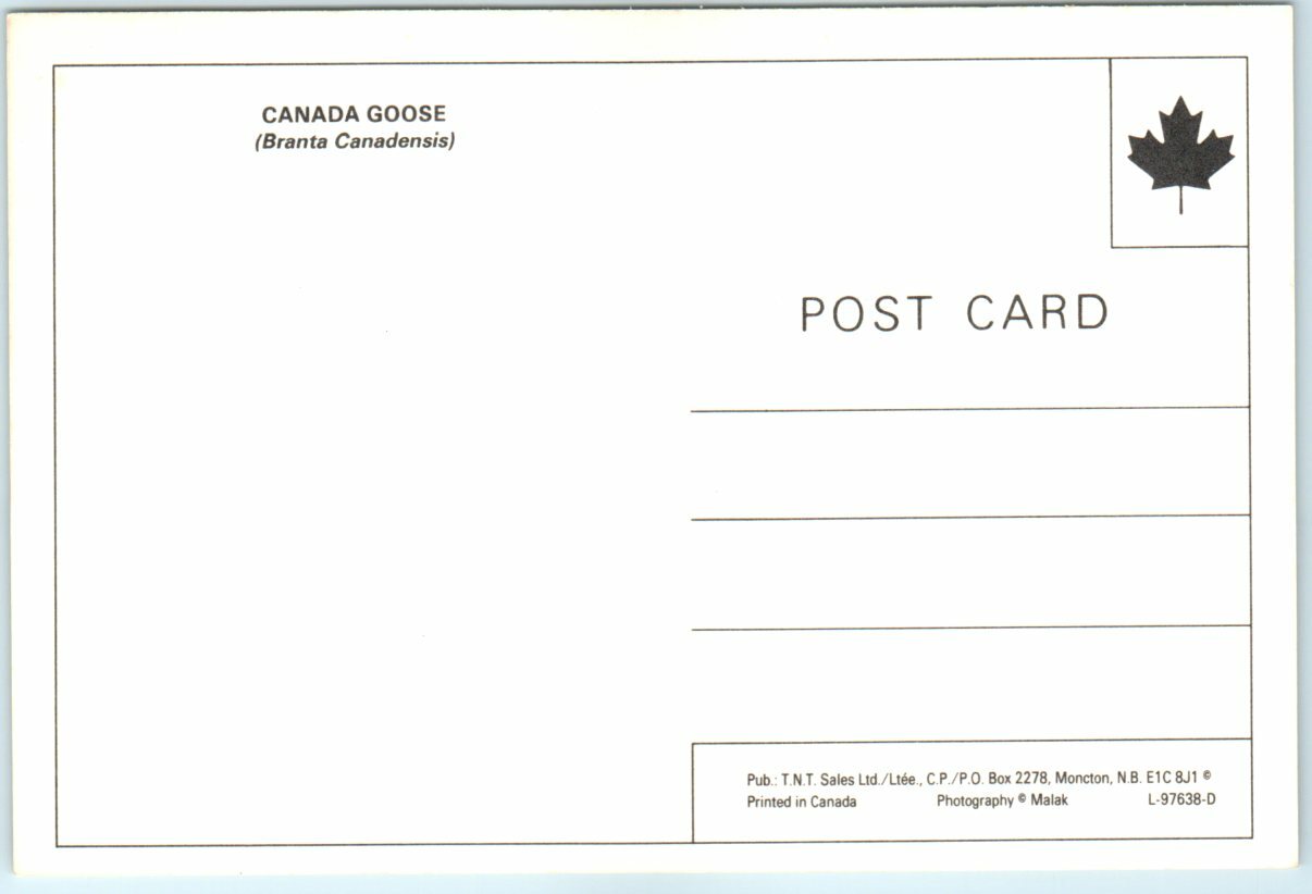 Postcard - Did You Know? - Canada Goose (Branta Canadensis) thumbnail 2