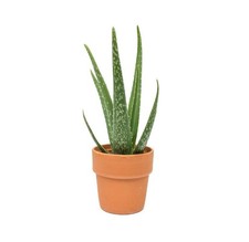 10 x Aloe Vera Plants evergreen indoor 6 - 8 inches Bare root air purifier plant