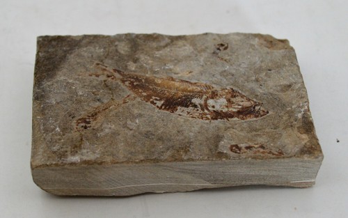 Diplomystus Fossil Fish with Note 100M Years Old - Picture 4 of 6