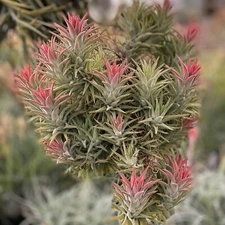 Tillandsia Ionantha Vanhyningii